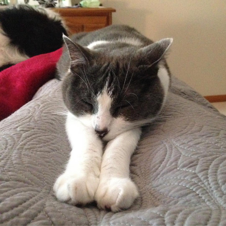 Claudia the gray and white domestic shorthair cat