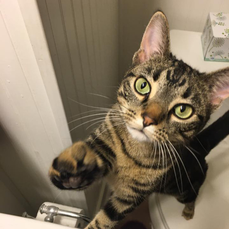 Gobo Gus the former stray kitten who steals food