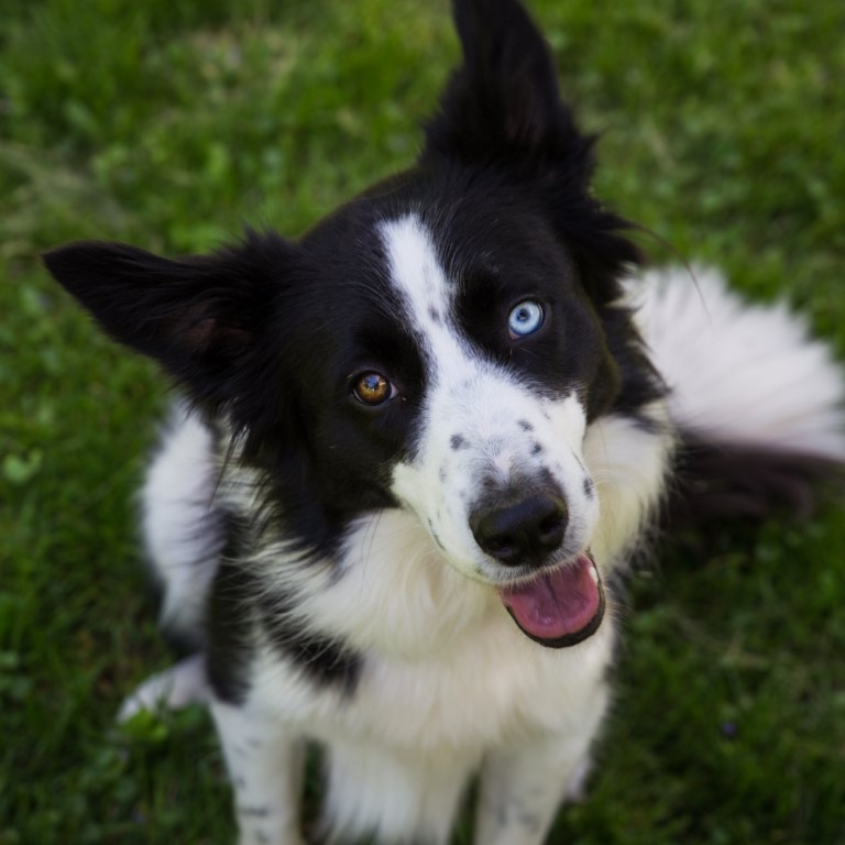 Zion the giant border collie pup with endless anxious energy